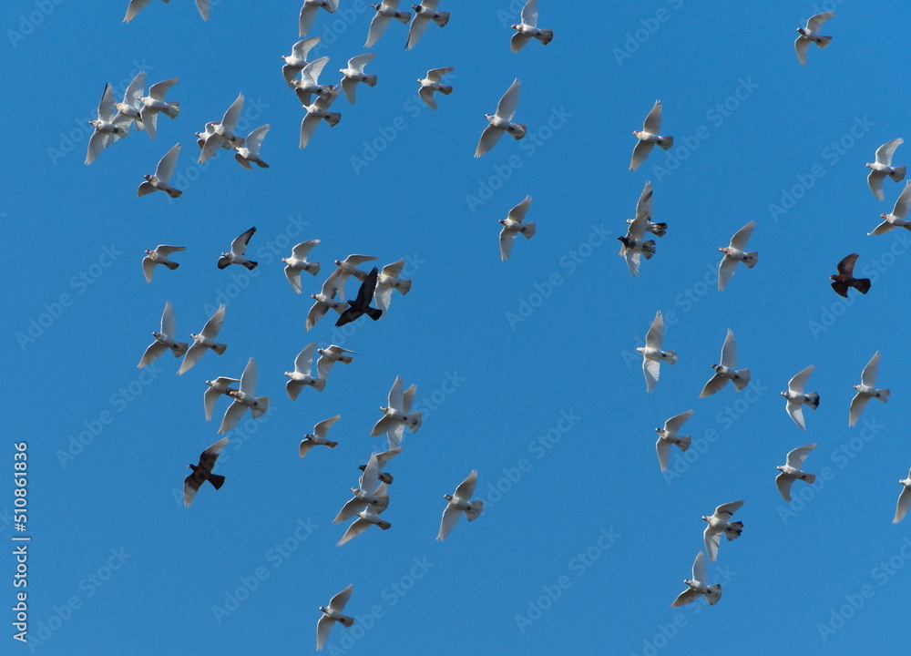 Fototapeta premium Birds in flight. Breeding pigeons. White birds against blue sky. Flying pigeons. Feral pigeons (Columba livia domestica)