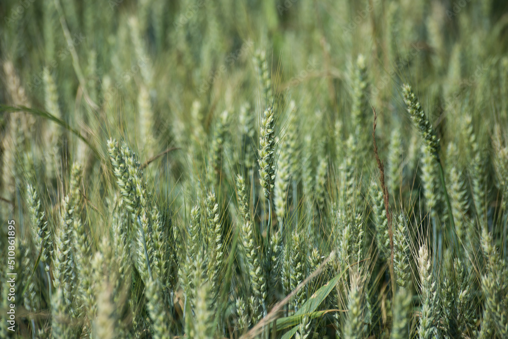 closeup of green wheat field background closeup of green wheat field background