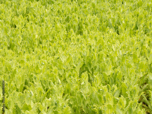Poppy on a farmer's field.