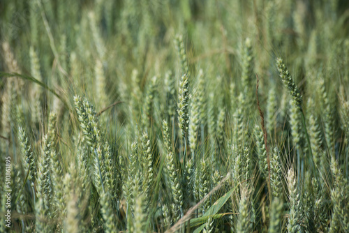 closeup of green wheat field background