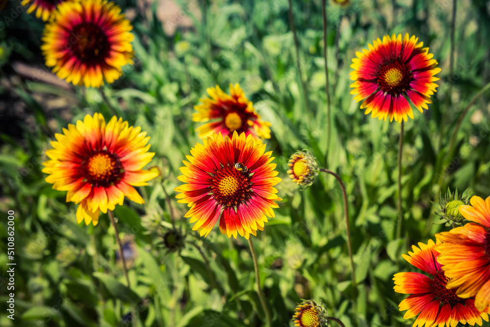 vibrant Gaillardia pulchella or indian blanket on green floral background vibrant Gaillardia pulchella or indian blanket on green floral background