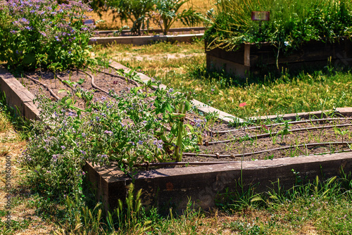 drip irrigation. growing plants in an outdoor nursery