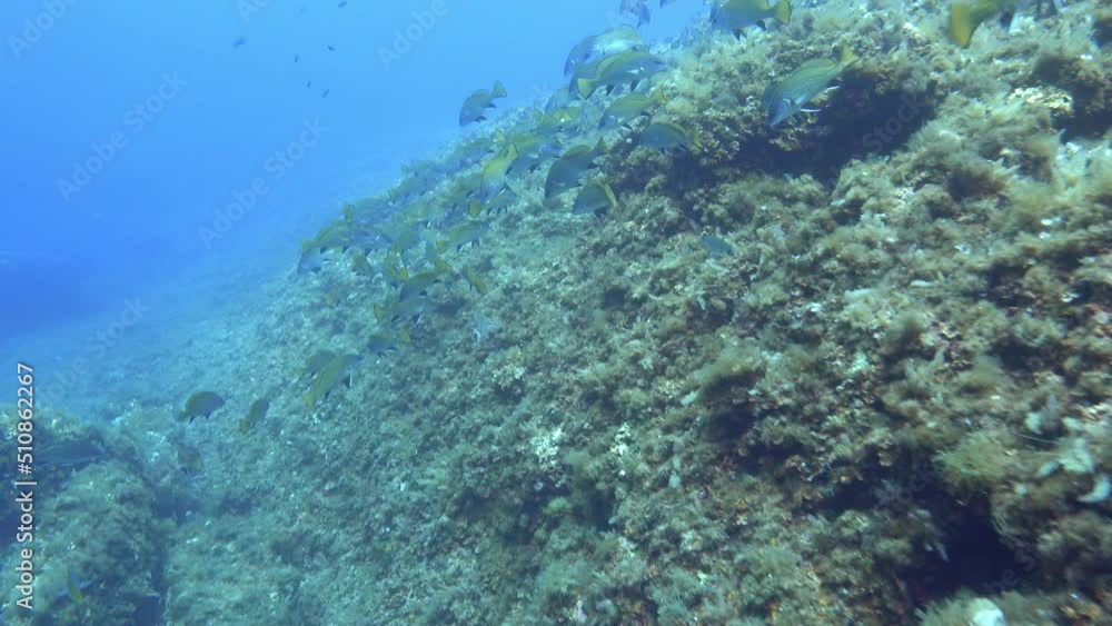 POV Scuba diving in a Mediterranean reef with a brown meagre fishes shoal POV Scuba diving in a Mediterranean reef with a brown meagre fishes shoal