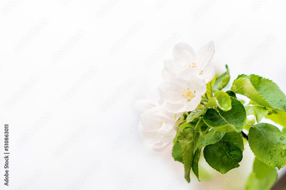 Fototapeta premium Floral background. Beautiful spring apple tree flowers on white. Copy space. Soft selective focus.