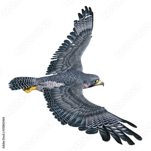 3D Rendering Falcon Bird on White