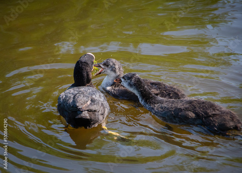 Closeup of Eurasian coot (Fulica atra) feeding her chicks with algae swimming on the water on sunny summer day