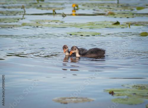 Closeup of two chicks of Eurasian coot (Fulica atra) swimming on the water among yellow water-lilies of  on sunny summer day
