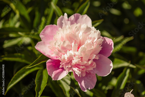big pink peony flower in spring