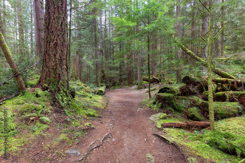 Hiking Trail in a vibrant forest with green trees. Canadian Nature. Buntzen Lake Loop Trail  Anmore  Vancouver  BC  Canada.