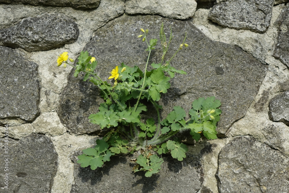 Ranunculus (buttercup) on an old sandstone wall in spring (horizontal), Hildesheim, Lower Saxony, Germany Ranunculus (buttercup) on an old sandstone wall in spring (horizontal), Hildesheim, Lower Saxony, Germany
