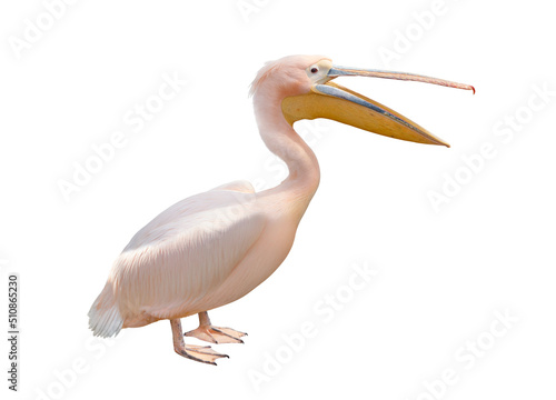 Canvastavla Pelican open beak isolated