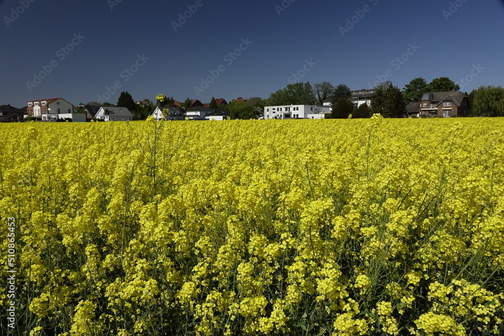 Wide shiny yellow raps field (Brassica napus) with houses in the background under a blue spring sky (horizontal), Gleidingen, Sarstedt, Lower Saxony, Germany