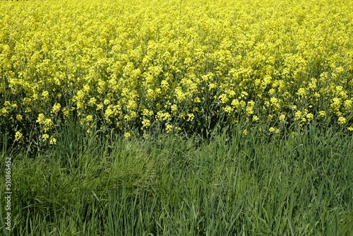 Edge of shiny yellow raps field (Brassica napus), sunny spring day (horizontal), Gleidingen, Sarstedt, Lower Saxony, Germany © Jens