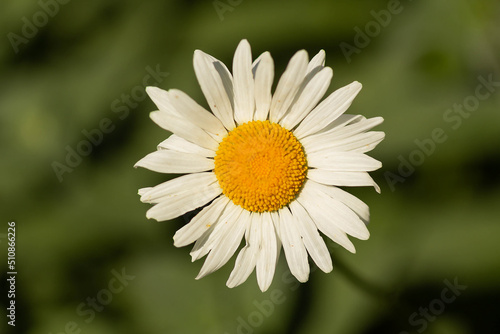 white flower of white chamomile