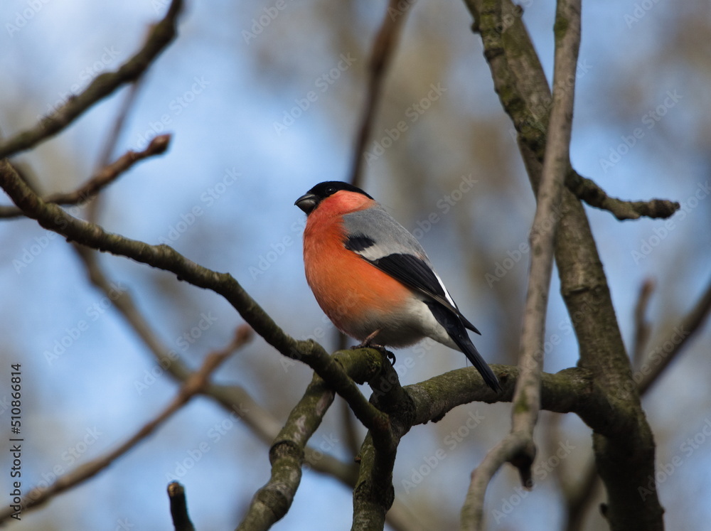 Male Eurasian bullfinch (Pyrrhula pyrrhula). A small colorful bird on a branch. Common songbird. Bird on a branch against a blue sky. Male Eurasian bullfinch (Pyrrhula pyrrhula). A small colorful bird on a branch. Common songbird. Bird on a branch against a blue sky.