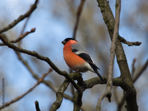 Male Eurasian bullfinch (Pyrrhula pyrrhula). A small colorful bird on a branch. Common songbird. Bird on a branch against a blue sky.  © Maciek