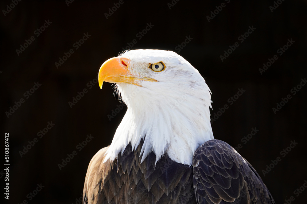 Fototapeta premium Portrait of a bald eagle with black background. Contrast-rich picture. Close-up of eagle. Large bird of prey. Haliaeetus leucocephalus