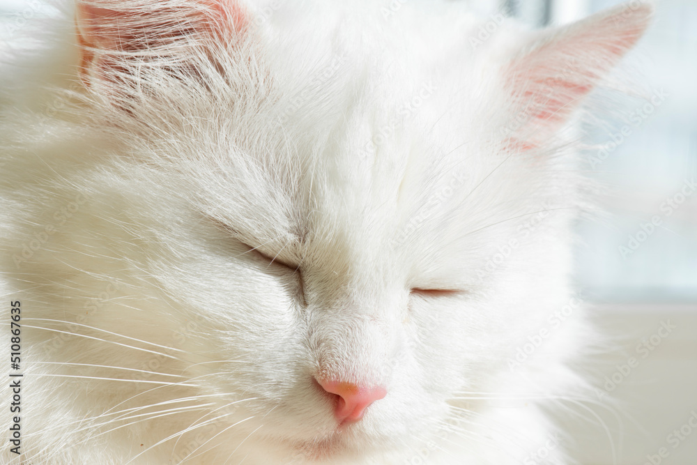 The white cat is sleeping. Close-up of the face of a domestic cat. The white cat is sleeping. Close-up of the face of a domestic cat.