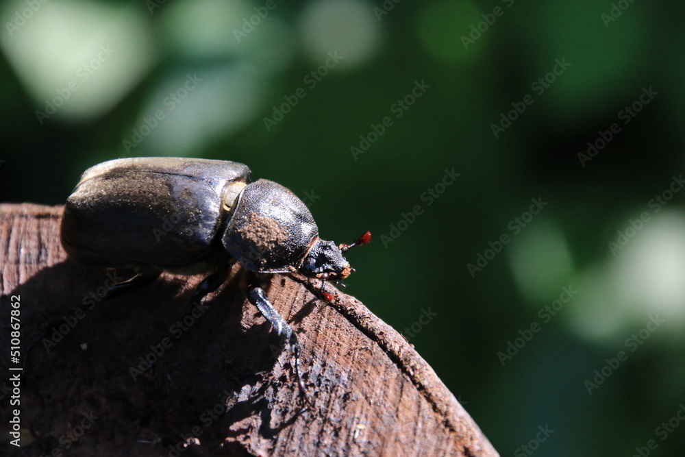 bug on a leaf bug on a leaf