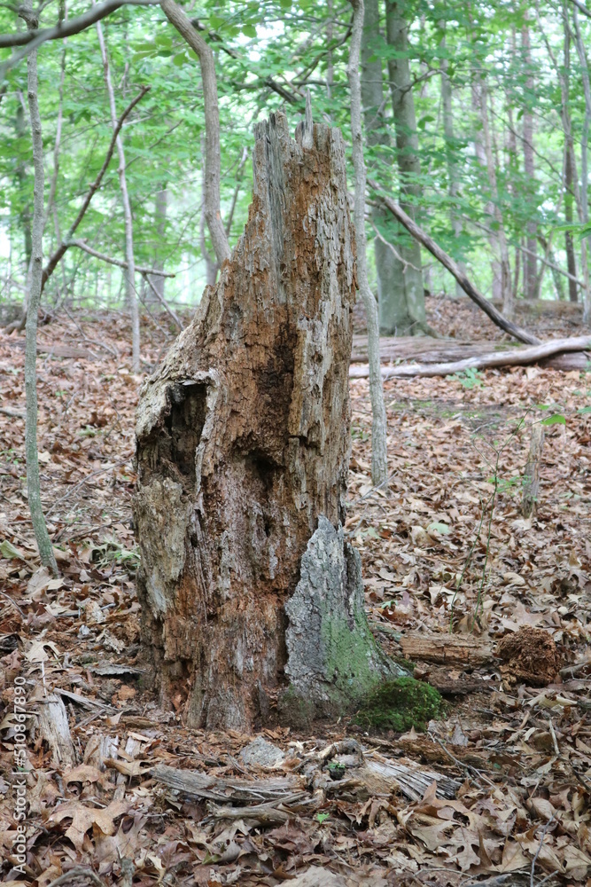 Nature Nature