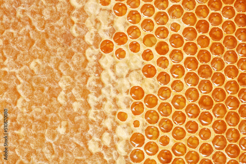 Part of wax honeycomb