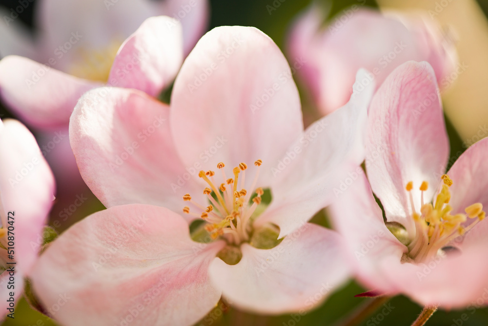 Fototapeta premium Nature. Blossoming branch of an apple tree. Bright colorful spring flowers. Garden at sunset. Trees in flowers. spring background