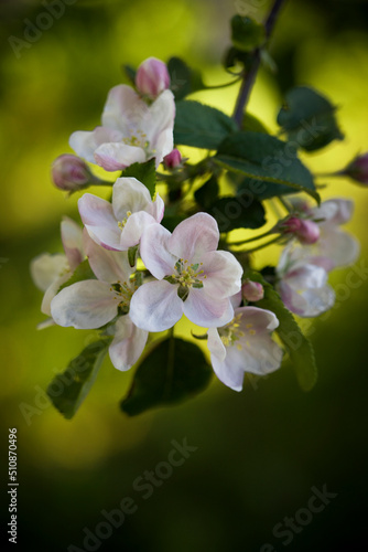 Nature. Blossoming branch of an apple tree. Bright colorful spring flowers. Garden at sunset. Trees in flowers. spring background