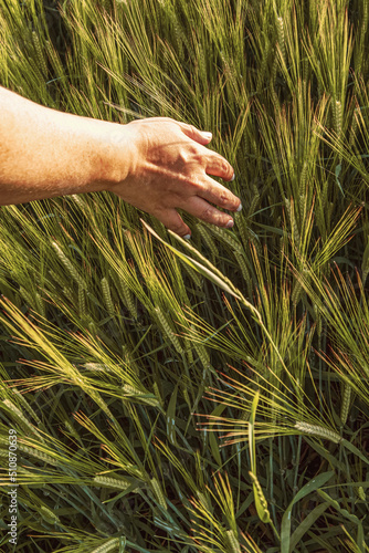 Hand touching wheat field