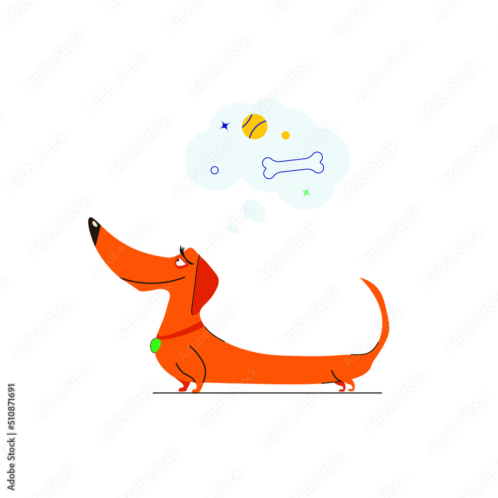 Fototapeta premium A cute dog dachshund on white bakgraund is thinking about bone. Grooming salon concept.