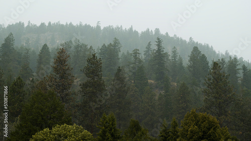 Foggy Pine tree forest Landscape Kamloops BC Canada