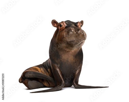 Chimera with body California Sea Lion, and head of Hippo calf, looking up against white background