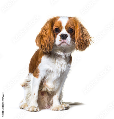 Cavalier King Charles Spaniel dog sitting in front, isolated Fototapet