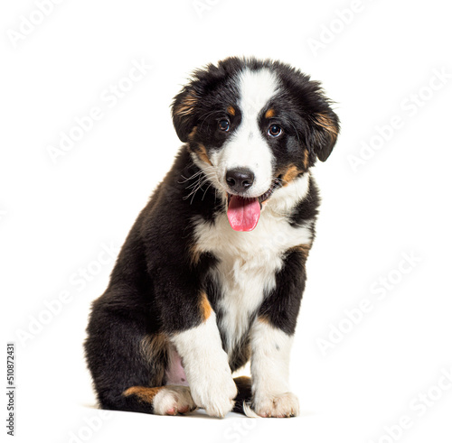 Puppy Bordernese dog. Mixedbreed Border Collie and Bernese Mountain Dog; three months old