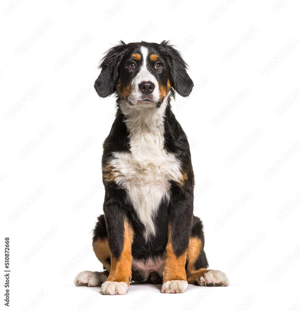 Bernese Mountain Dog Sitting and looking at camera