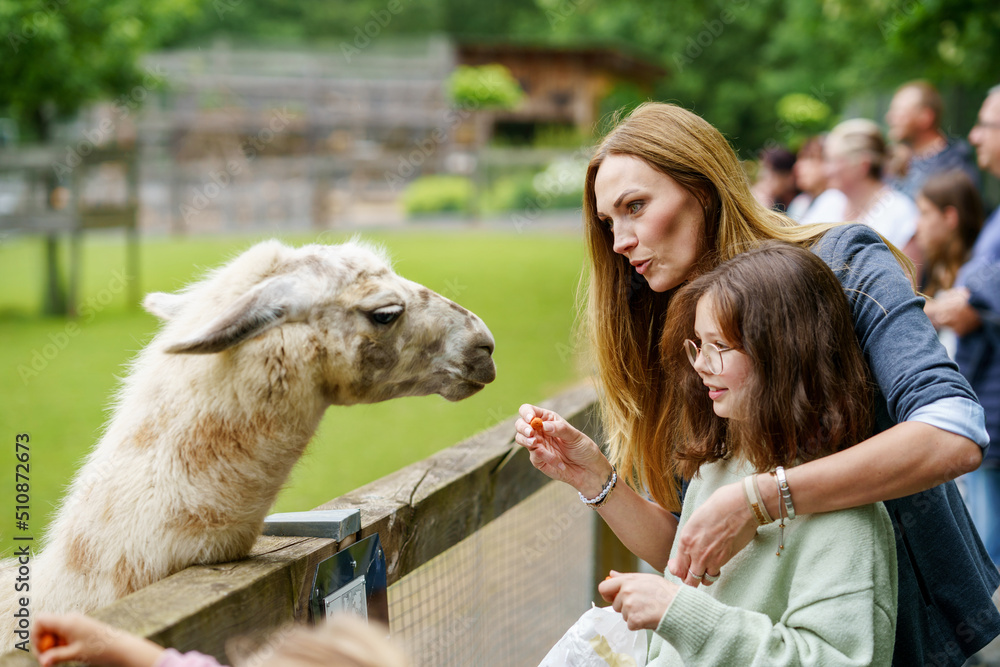 School european girl and woman feeding fluffy furry alpacas lama. Happy excited child and mother feeds guanaco in a wildlife park. Family leisure and activity for vacations or weekend School european girl and woman feeding fluffy furry alpacas lama. Happy excited child and mother feeds guanaco in a wildlife park. Family leisure and activity for vacations or weekend