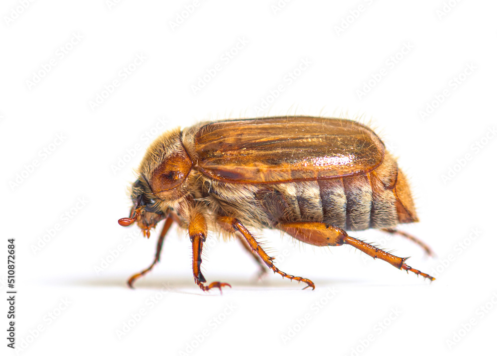 Side view of a Summer chafer or European june beetle, Amphimallo Side view of a Summer chafer or European june beetle, Amphimallo
