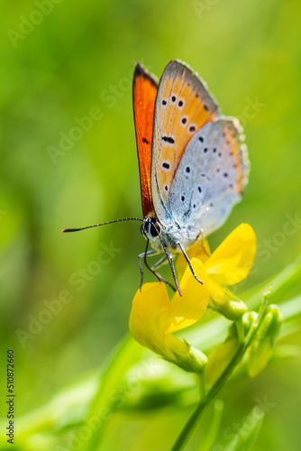 Large copper, lycaena dispar insect butterfly sitting on blossom from side. Animal background