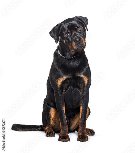 Rottweiler dog wearing a chain collar looking at the camera  sitting  isolated on white