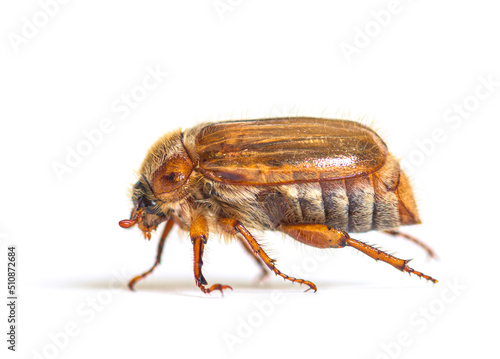 Side view of a Summer chafer or European june beetle, Amphimallo