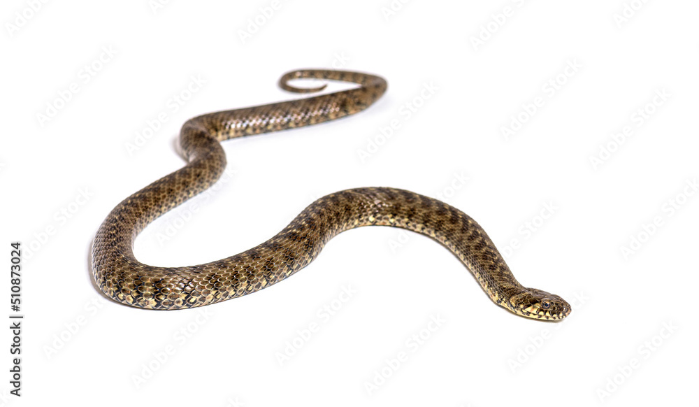 Viperine water snake, Natrix maura, nonvenomous and Semiaquatic snake, Isolated on white Viperine water snake, Natrix maura, nonvenomous and Semiaquatic snake, Isolated on white