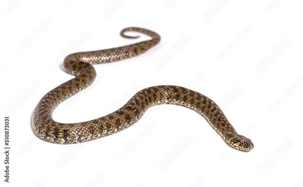 Viperine water snake, Natrix maura, nonvenomous and Semiaquatic snake, Isolated on white Viperine water snake, Natrix maura, nonvenomous and Semiaquatic snake, Isolated on white