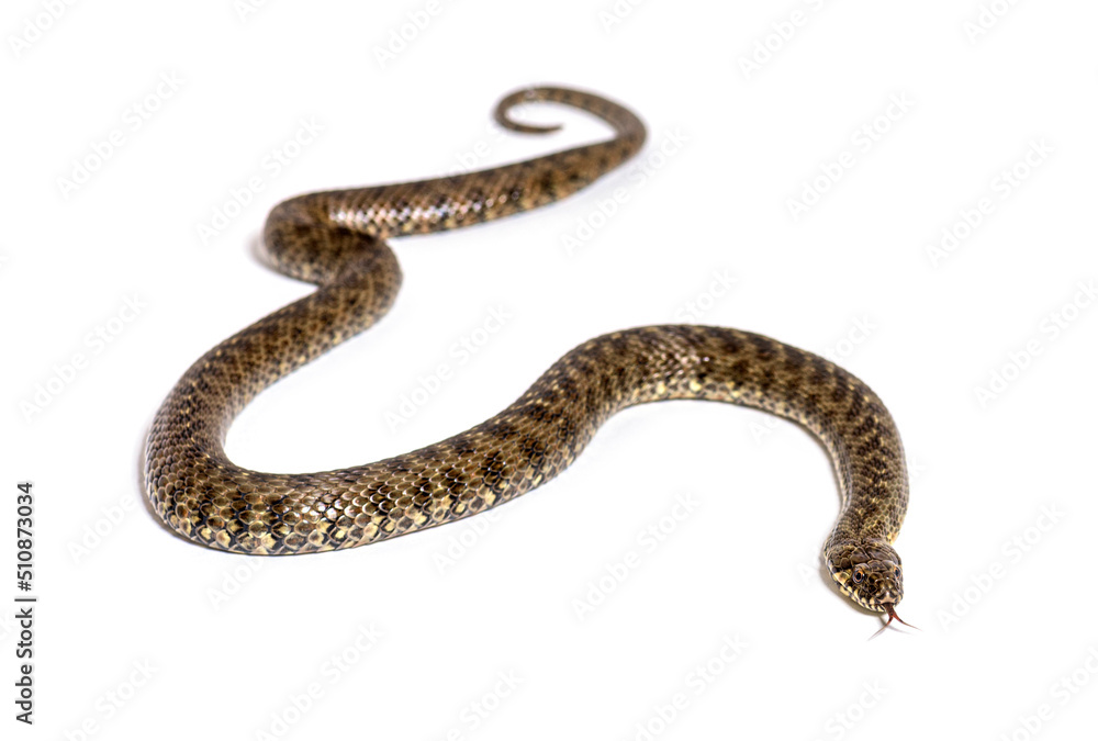 Viperine water snake, Natrix maura, nonvenomous and Semiaquatic snake, Isolated on white Viperine water snake, Natrix maura, nonvenomous and Semiaquatic snake, Isolated on white