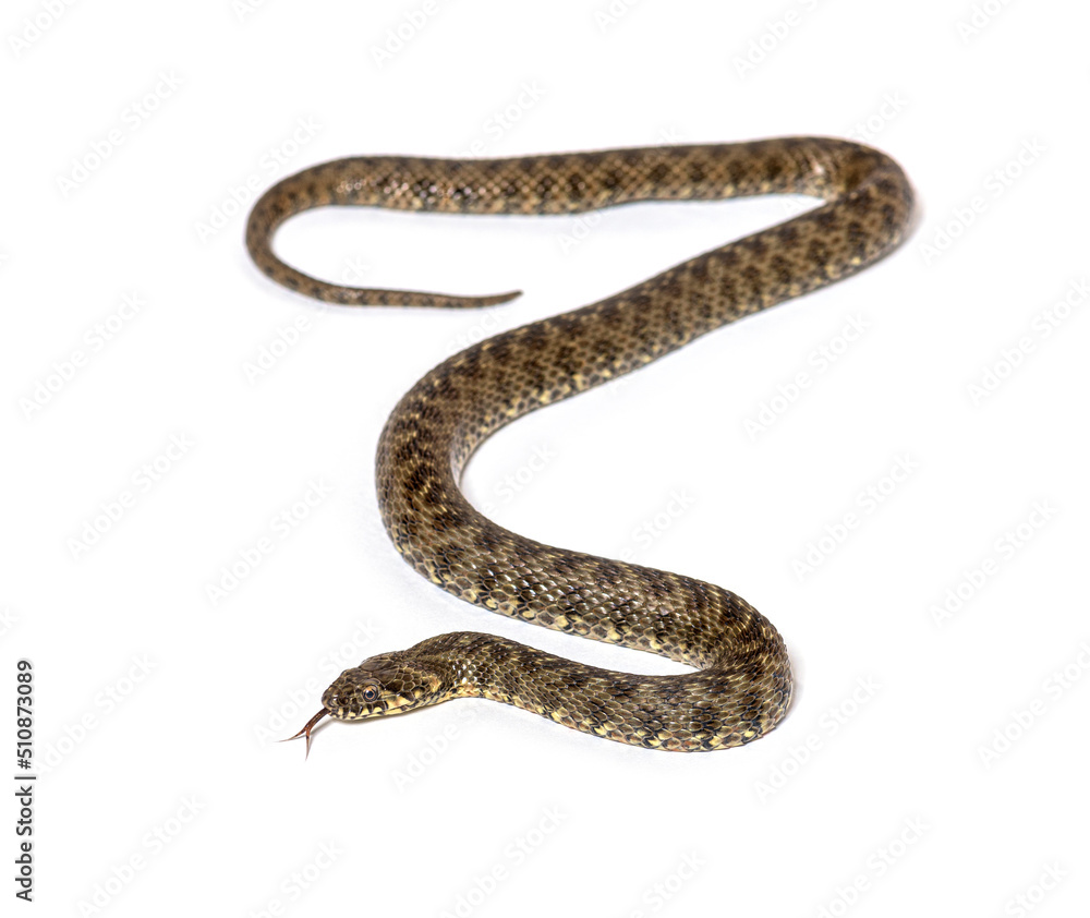 Viperine water snake, Natrix maura, nonvenomous and Semiaquatic snake, Isolated on white Viperine water snake, Natrix maura, nonvenomous and Semiaquatic snake, Isolated on white