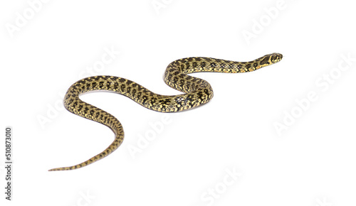 Viperine water snake crawling away, Natrix maura, nonvenomous and Semiaquatic snake, Isolated on white