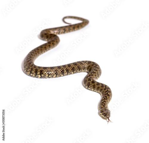 Viperine water snake, Natrix maura, nonvenomous and Semiaquatic snake, Isolated on white