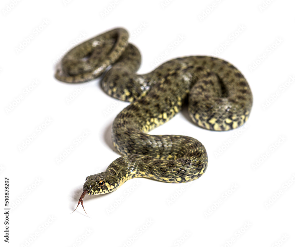 Obraz premium Viperine water snake, Natrix maura, nonvenomous and Semiaquatic snake, Isolated on white