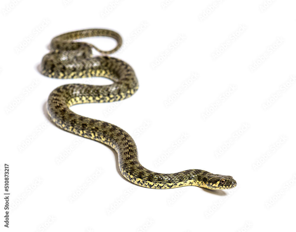 Viperine water snake, Natrix maura, nonvenomous and Semiaquatic snake, Isolated on white Viperine water snake, Natrix maura, nonvenomous and Semiaquatic snake, Isolated on white