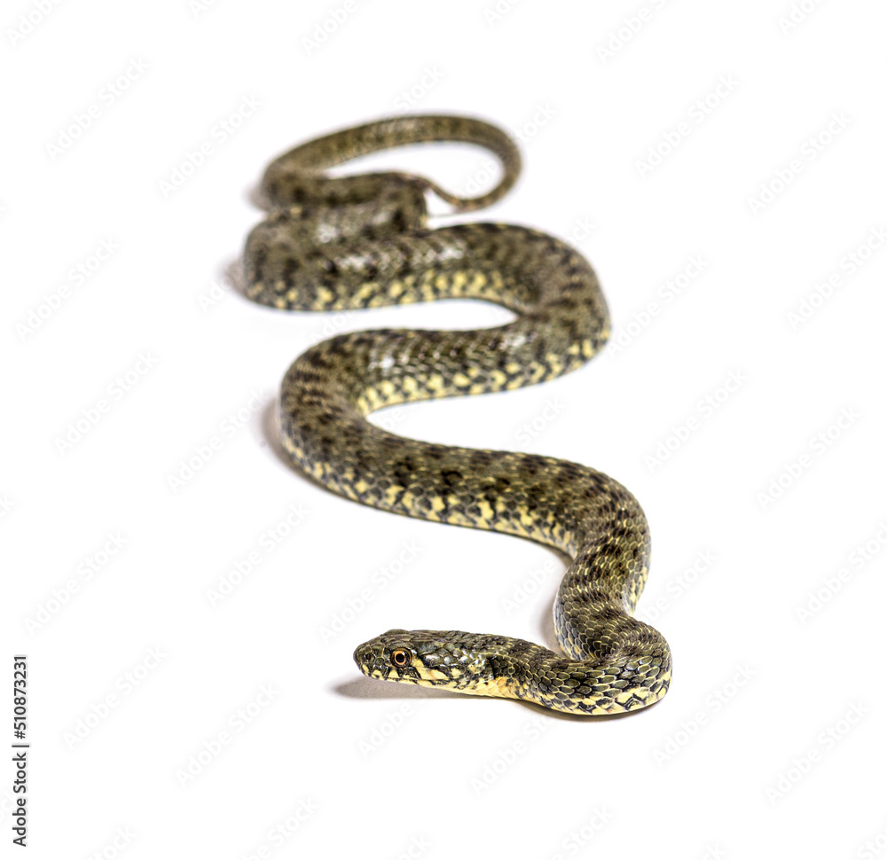 Viperine water snake, Natrix maura, nonvenomous and Semiaquatic snake, Isolated on white Viperine water snake, Natrix maura, nonvenomous and Semiaquatic snake, Isolated on white