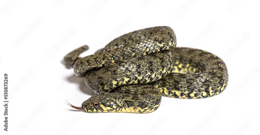 Obraz premium Viperine water snake, Natrix maura, nonvenomous and Semiaquatic snake, Isolated on white
