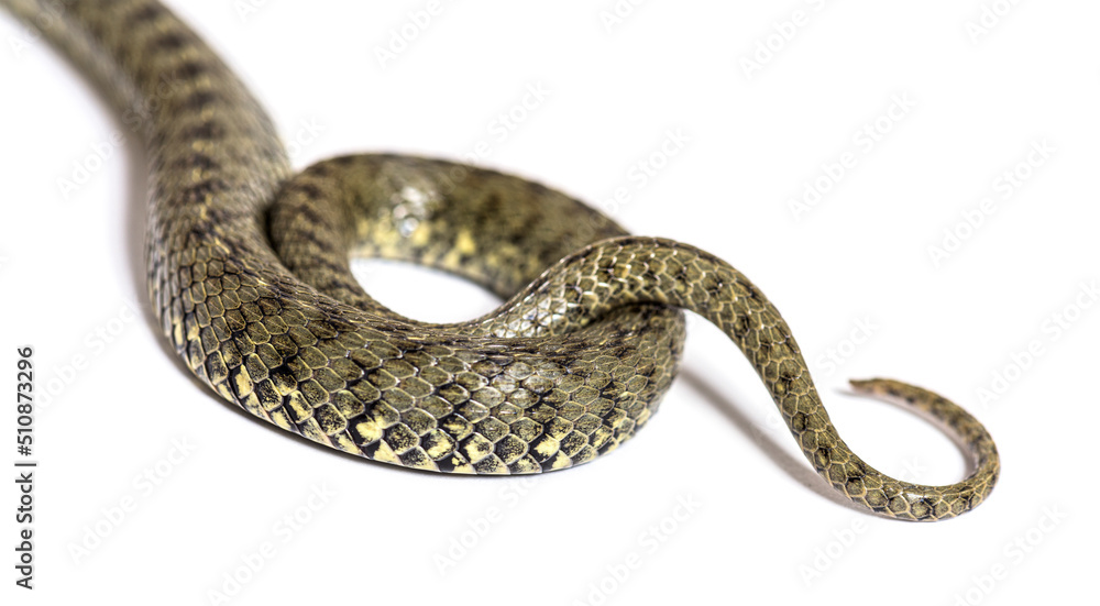 Viperine water snake, Natrix maura, nonvenomous and Semiaquatic snake, Isolated on white Viperine water snake, Natrix maura, nonvenomous and Semiaquatic snake, Isolated on white